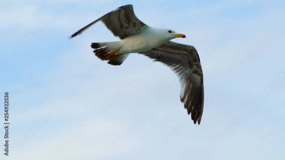 A lonely large seagull with gray wings and an orange beak flies above the sea. Close-up. Aerial view. A lonely large seagull with gray wings and an orange beak flies above the sea. Close-up. Aerial view.