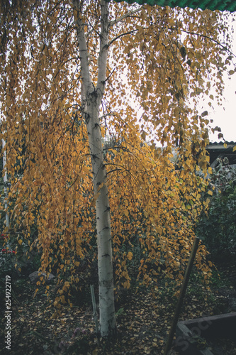 Golden autumn