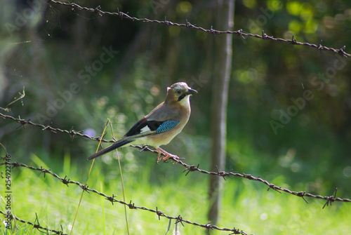 Jay on Barbed Wire