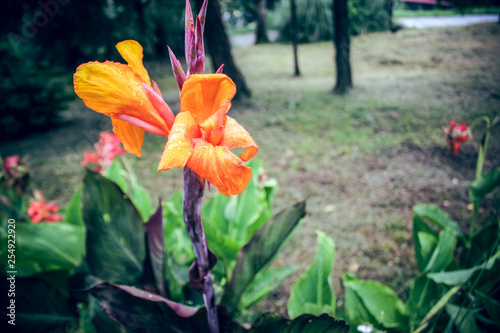 flowers in the garden