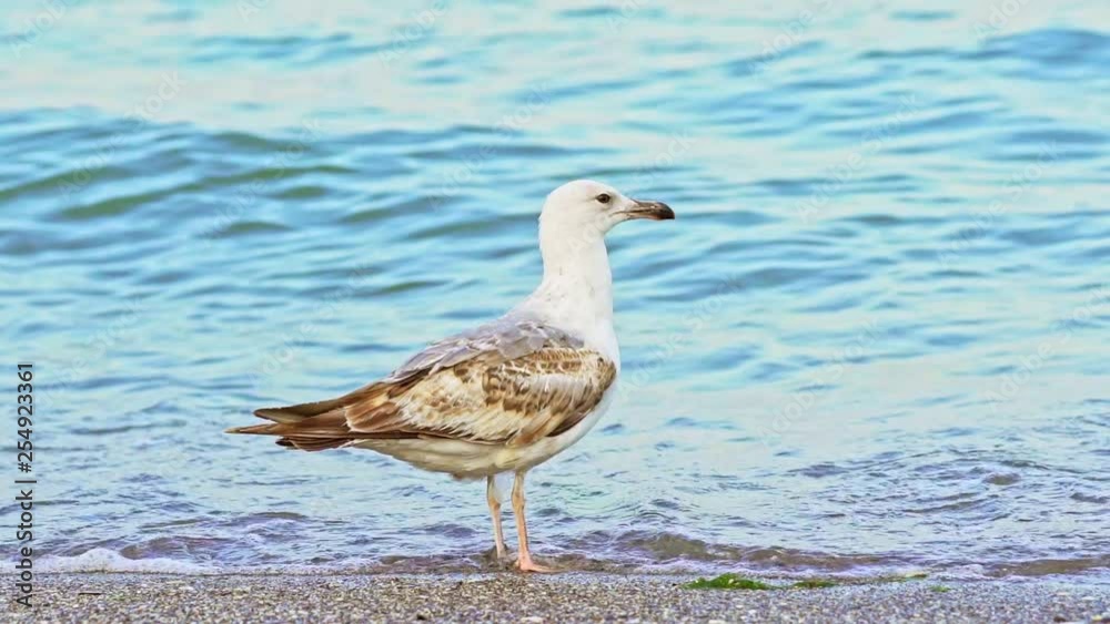 A white seagull with brown feathers and with long legs stands on the sand on the background of the turquoise sea in the summer day. Close-up. A white seagull with brown feathers and with long legs stands on the sand on the background of the turquoise sea in the summer day. Close-up.