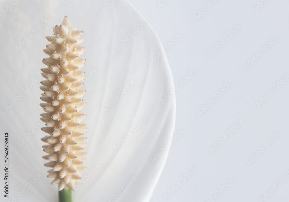 Fototapeta premium White Spathiphyllum on a light background