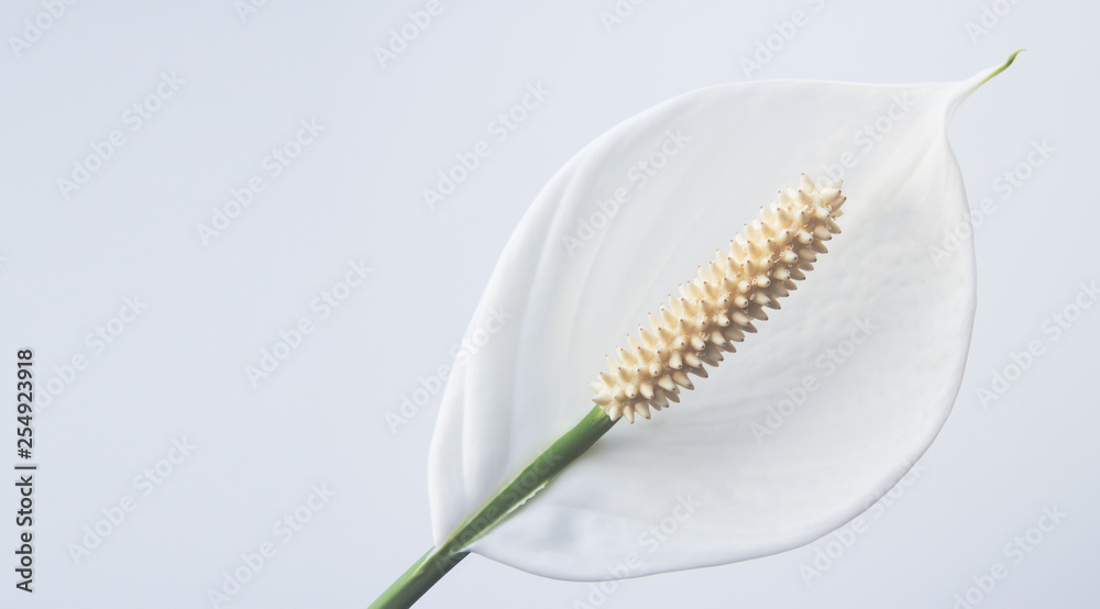 Fototapeta premium Flower Spathiphyllum on a light background copyspace