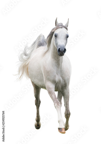Beautiful arabain horse