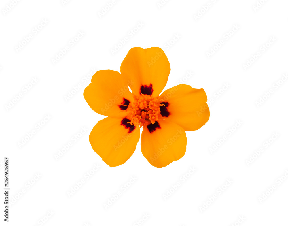 Orange  flower isolated on white background on white bg
