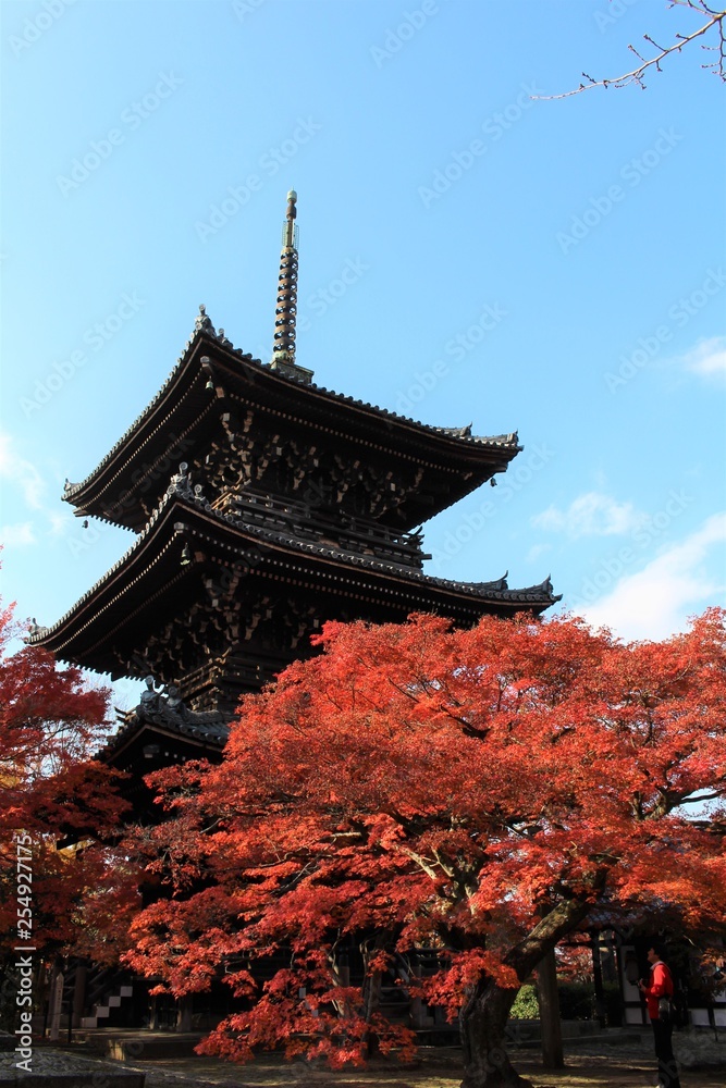 Fototapeta premium 真如堂の紅葉