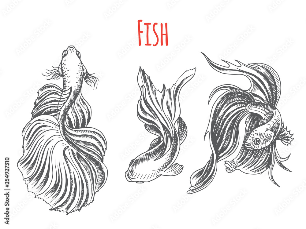Hand drawn vector sketch Betta splendens, Fantail Goldfish. Tattoo aquarium fish. Hand drawn vector sketch Betta splendens, Fantail Goldfish. Tattoo aquarium fish.