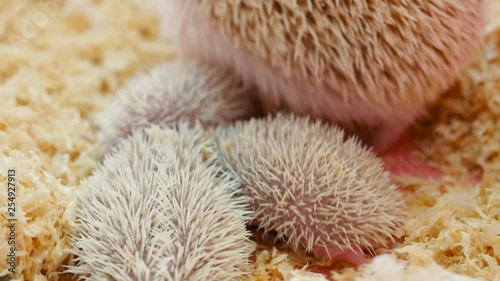 Hedgehog mother with her cubs. Little hedgehogs are looking for mom milk