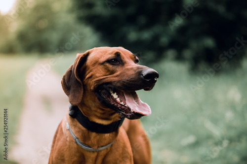 cute dog breed Rhodesian Ridgeback on the background of nature.