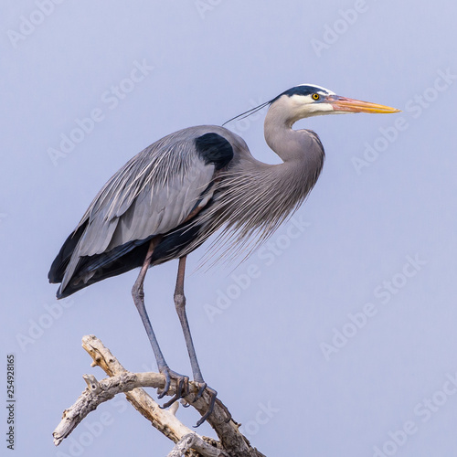 Canvas-taulu Great Blue Heron Perched on a Tree Limb.