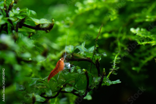 Baby super crystal red shrimp holding on aquatic fern (Hymenophyllaceae sp. Wayanad) stem in freshwater aquarium photo