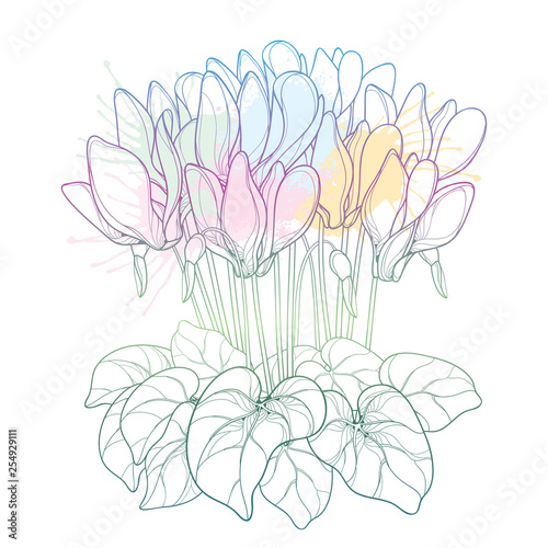 Bouquet with outline pastel white Cyclamen or Alpine violet bunch, bud and leaf isolated on white background.
