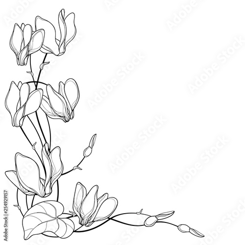 Corner bouquet with outline Cyclamen or Alpine violet bunch, bud and leaf in black isolated on white background. 