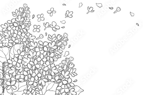 Corner bouquet with outline Lilac or Syringa flower, bud and ornate leaf in black isolated on white background. 