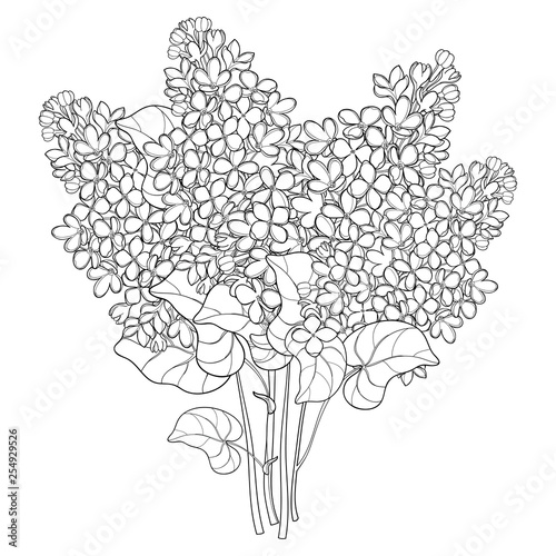 Bouquet with outline Lilac or Syringa flower, bud and ornate leaf in black isolated on white background.