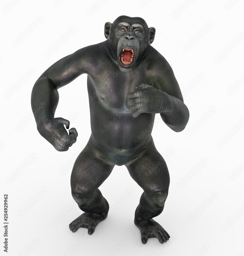 Obraz premium Schimpanse in kämpferischer Pose