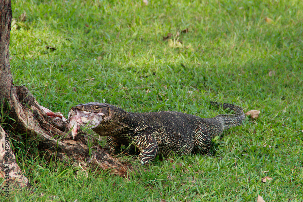 A large scaly monitor lizard in a park in Thailand hunts and eats a bird on the grass. Wild Animals of Asia A large scaly monitor lizard in a park in Thailand hunts and eats a bird on the grass. Wild Animals of Asia