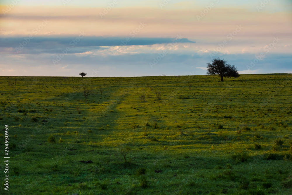Lonely tree in the pampas plain, Patagonia, Argentina