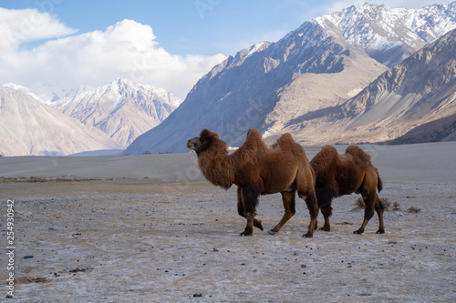 A group of a camel walking on a sand dune in Hunder, Hunder is a village in the Leh district of Jammu and Kashmir, India.