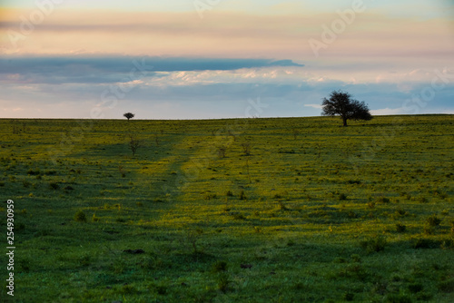 Lonely tree in the pampas plain  Patagonia  Argentina