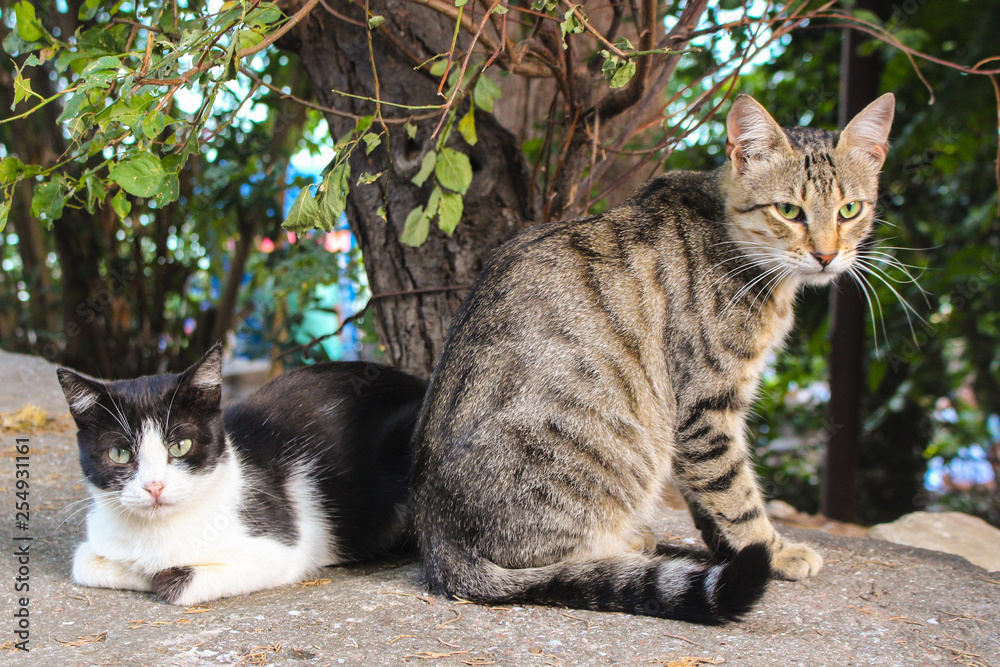 Two cats. In the towns near the warm sea are always very many cats of all colors and shades Two cats. In the towns near the warm sea are always very many cats of all colors and shades