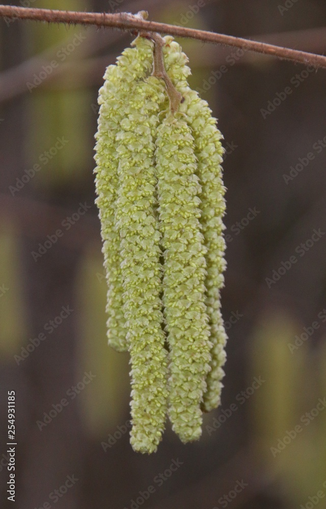 Naklejka premium Chatons au printemps