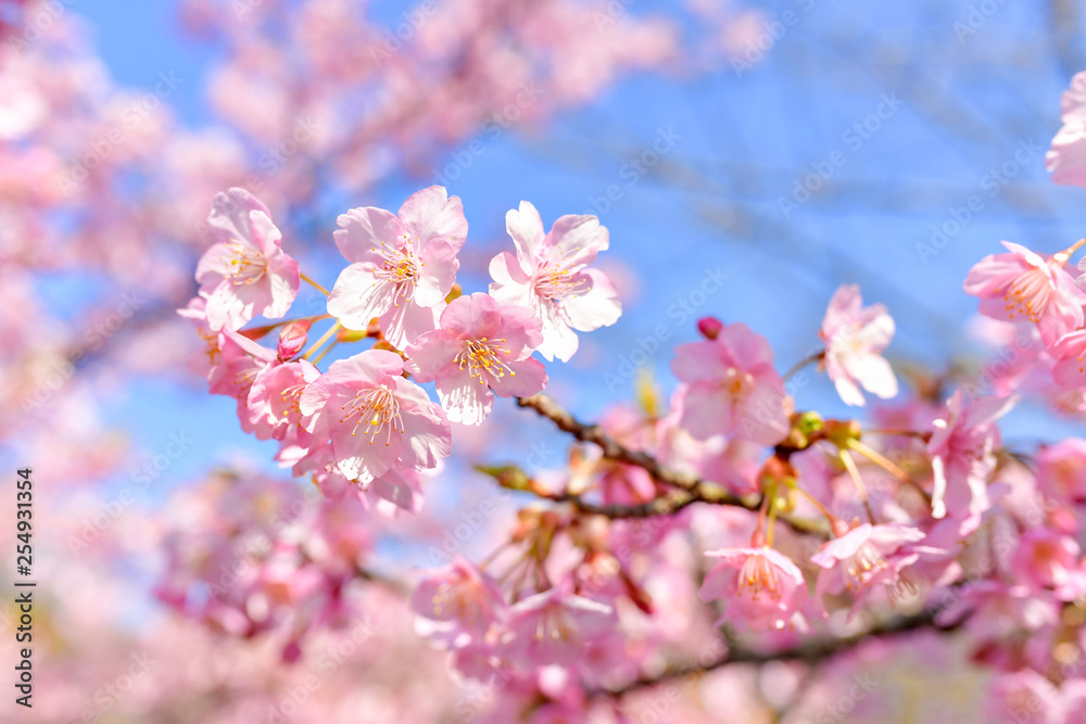 早春の河津桜と青空 早春の河津桜と青空