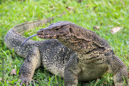 A large scaled monitor lizard in a park in Thailand is hunting on the grass. Wild Animals of Asia