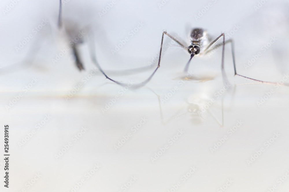 Anopheles sp. is a species of mosquito in the order Diptera, Anopheles sp. in the water for education. Anopheles sp. is a species of mosquito in the order Diptera, Anopheles sp. in the water for education.