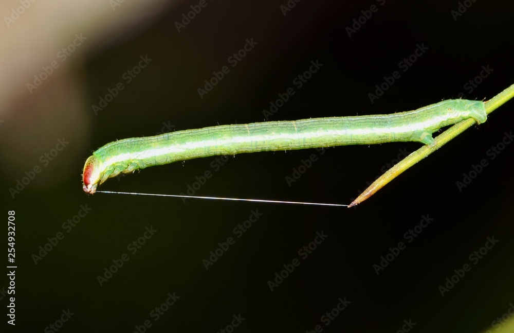 A green Inchworm sticking straight out from the end of a pine needle, supported by a lone silk thread at the tip.