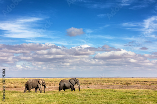 Elephants walking in the grasslands of Amboseli