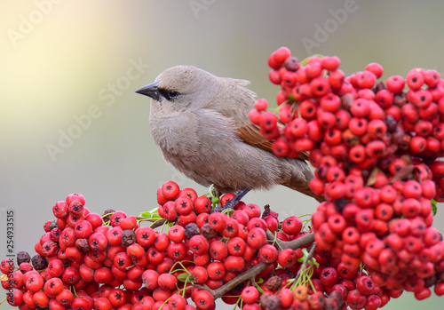 Bay winged Cowbird over red fruits, Patagonia Argentina photo