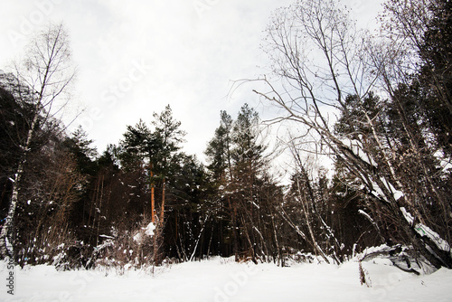 trees in winter