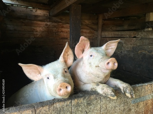 Les deux petits cochons heureux 