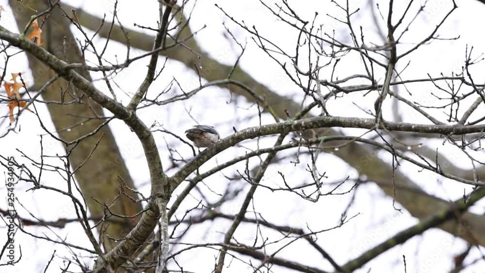 One white-breasted nuthatch bird on tree branch during oak tree in Virginia autumn winter or spring after rain with water drops flying away One white-breasted nuthatch bird on tree branch during oak tree in Virginia autumn winter or spring after rain with water drops flying away