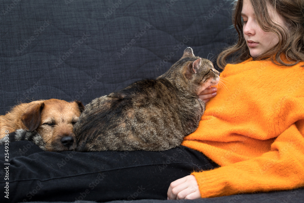 dog and cat friendship