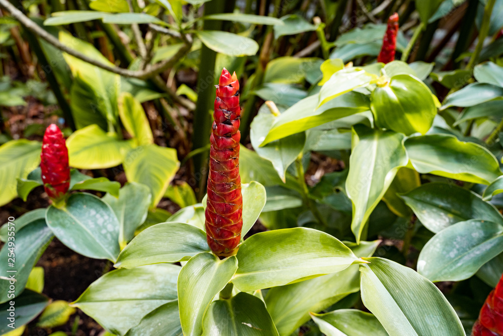 Red Button Ginger (costus or spiral gingers) Flowers Red Button Ginger (costus or spiral gingers) Flowers