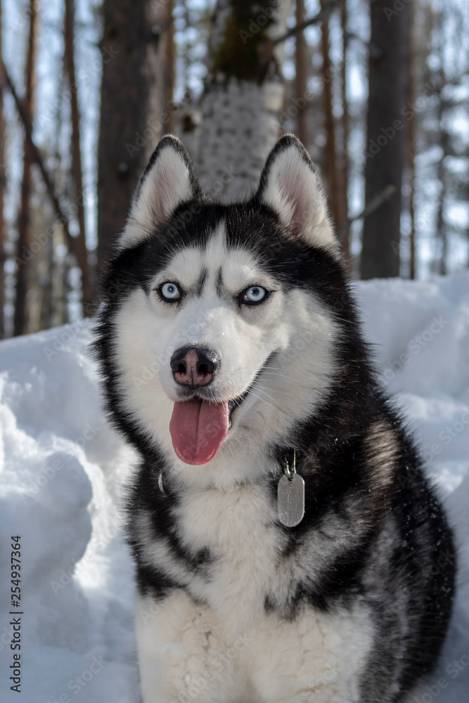 Siberian husky dog with stuck out tongue.