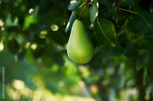 A single pear drooping down from a pear tree branch on the background of trees in the garden in sunlights, copy space for your design, closeup, organic food concept