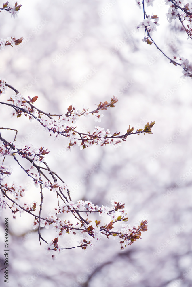 The beginning of flowering cherry tree. Opening wonderful tender first flowers. artistic photo. Selective soft focus. The beginning of flowering cherry tree. Opening wonderful tender first flowers. artistic photo. Selective soft focus.