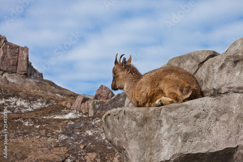 Young female of a mountain goat  Markhoor  lying on a rock on a rock  blue sky 