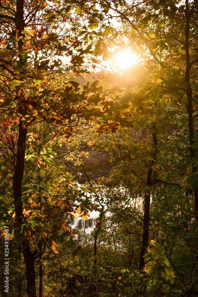 Obraz premium autumn in the forest