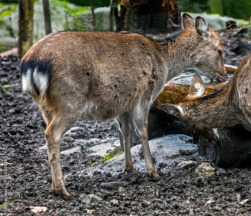 Fototapeta premium Sika deer female at watering trough. Also known as the spotted deer or the Japanese deer. Latin name - Cervus nippon