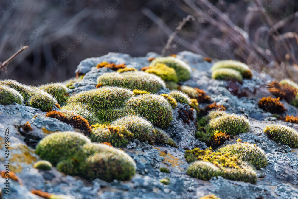 Beautiful moss and lichen covered stone close up Beautiful moss and lichen covered stone close up
