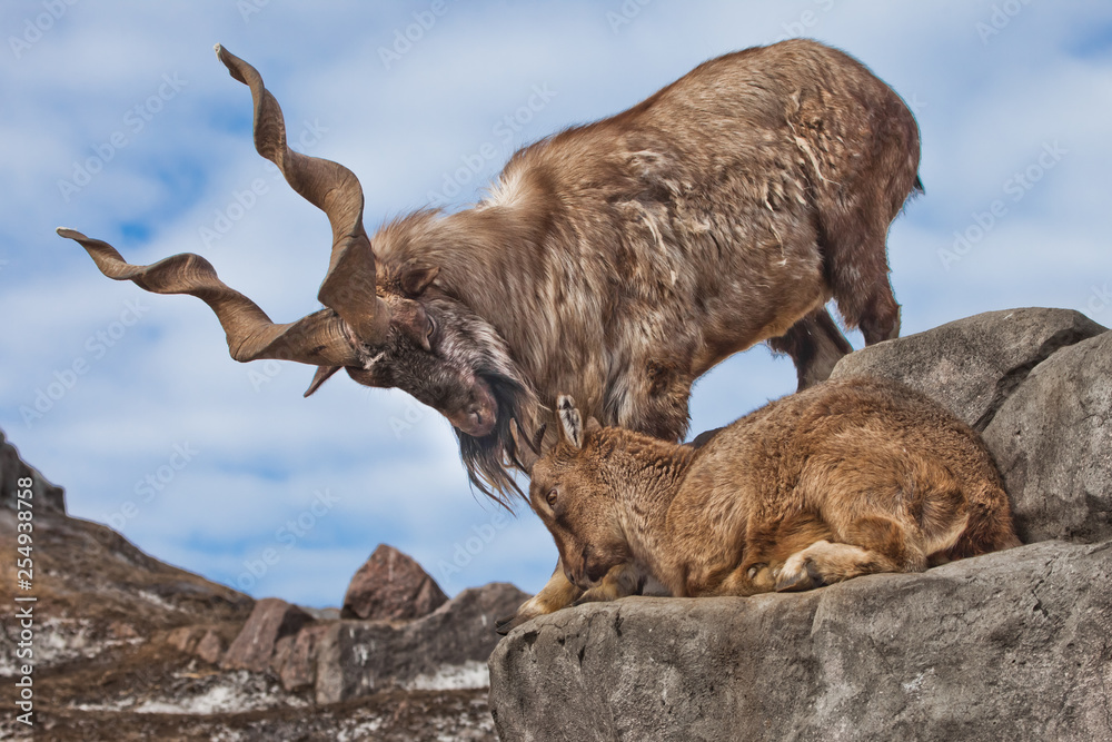 Obraz premium Mountain goat with big horns (Markhur) stands on a rock, at its feet is a young goat female, blue sky,