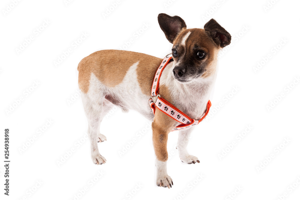 beautiful and tender pet (dog) on white background