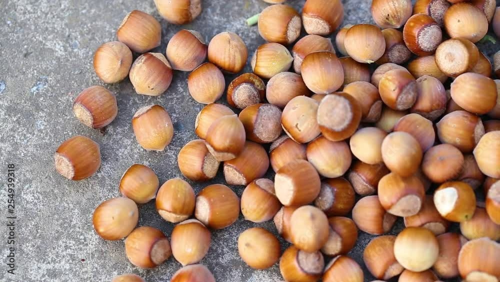 Many hazelnuts isolated on grey background. Real time full hd video footage. Many hazelnuts isolated on grey background. Real time full hd video footage.