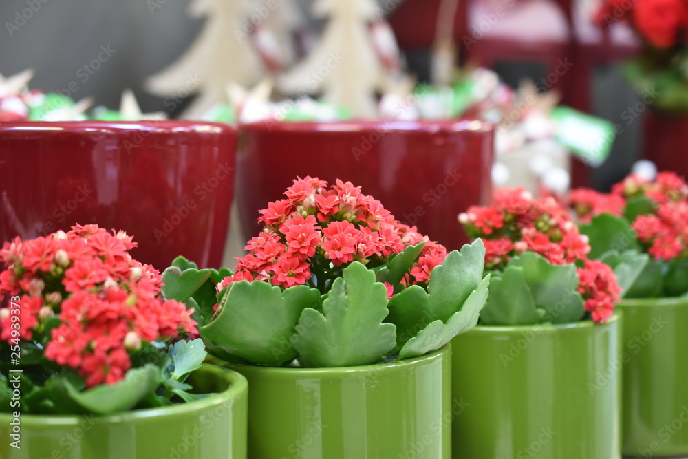 Flammendes Kätchen Kalanchoe blossefeldiana Zimmerpflanze Blüten rot