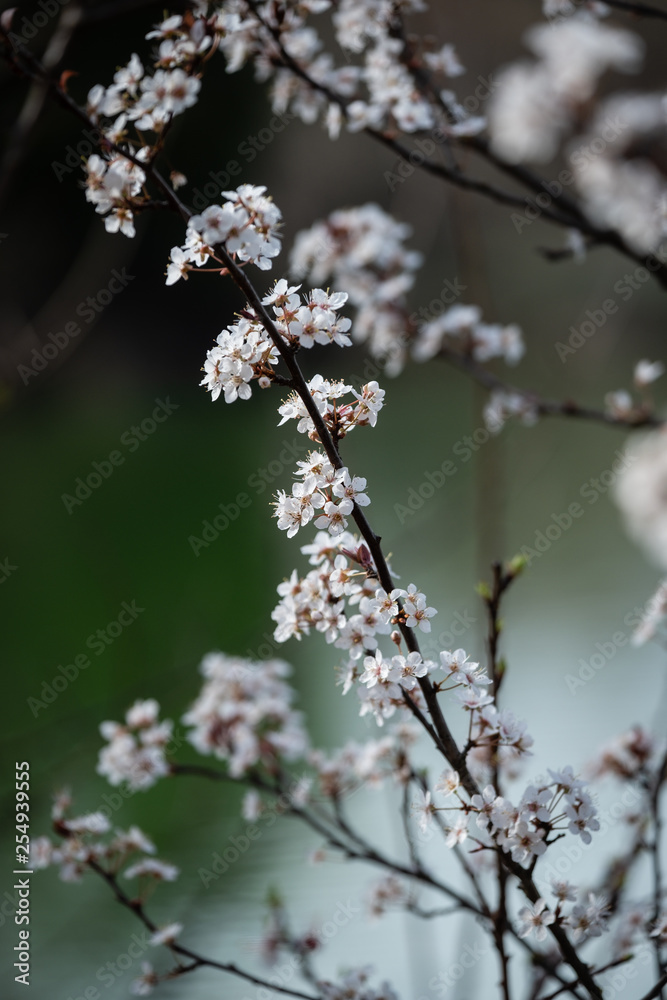 Branche d'arbre en fleurs au printemps