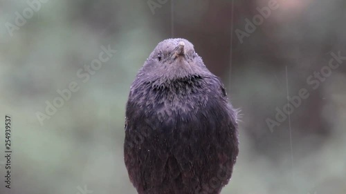 Tristram's grackle in the rain photo